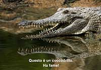 crocodile