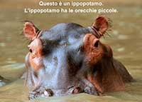 hippopotamus