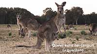 kangaroos