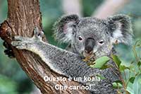 koala